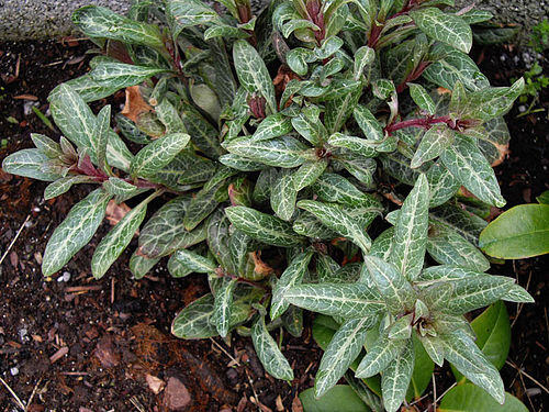 Lysimachia minoricensis